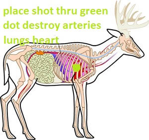 deer-anatomya.jpg