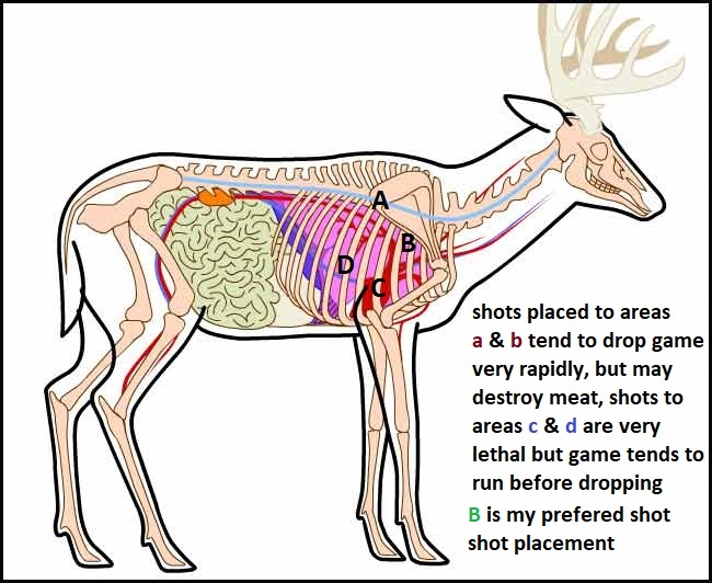 deer-anatomyghkl.jpg