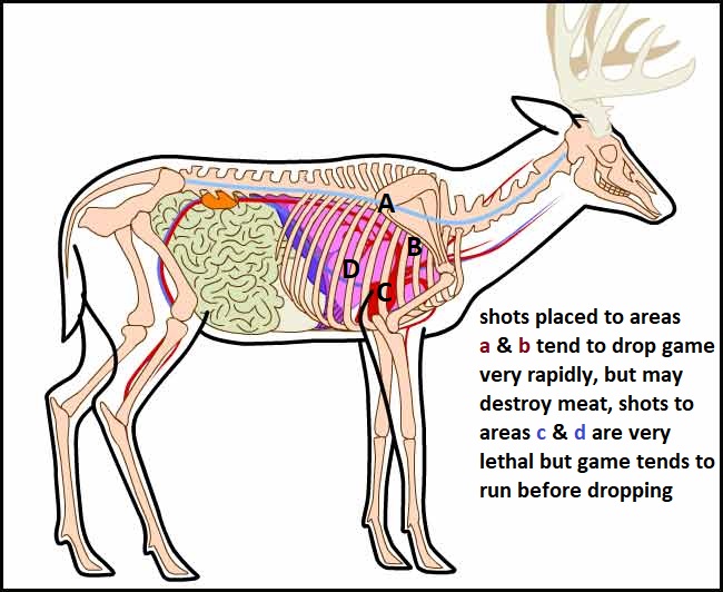 deer-anatomyghk.jpg